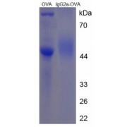 Mouse Immunoglobulin G2a (IgG2a) Peptide (OVA)