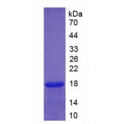 Rat Neurotrophin 3 (NT3) Protein