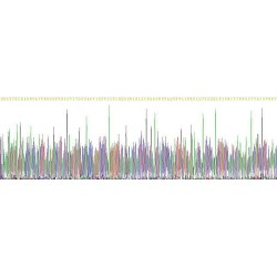 Rat Carcinoembryonic Antigen-Related Cell Adhesion Molecule 1 (CEACAM1) Protein