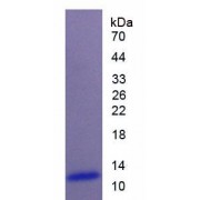 Cow Natriuretic Peptide Precursor A (NPPA) Protein