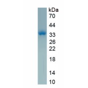 SDS-PAGE analysis of recombinant Pig Relaxin.