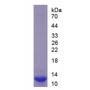 SDS-PAGE analysis of recombinant Mouse Solute Carrier Family 7_ Member 11 SLC7A11 Protein.