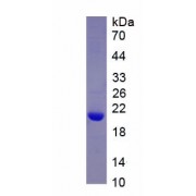 Mouse Cold Inducible RNA Binding Protein (CIRBP) Protein