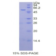 SDS-PAGE analysis of recombinant Human Protein Wnt-10a (WNT10A) Protein.