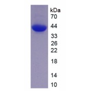 SDS-PAGE analysis of recombinant Rat Gasdermin D.