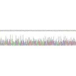 Human Chromosome 22 Open Reading Frame 28 (C22orf28) Protein