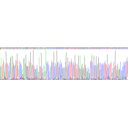 Rat A Disintegrin And Metalloproteinase With Thrombospondin 4 (ADAMTS4) Protein