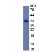 SDS-PAGE analysis of recombinant Mouse Adiponectin (ADIPOQ) Protein.
