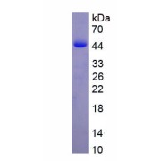 SDS-PAGE analysis of recombinant Rat Adrenergic Receptor Beta 2 (ADRb2) Protein.