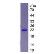 SDS-PAGE analysis of recombinant Mouse AVIL Protein.