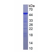 SDS-PAGE analysis of recombinant Mouse Angiopoietin-Related Protein 4 (ANGPTL4) Protein.