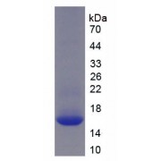 SDS-PAGE analysis of recombinant Rat BMP7 Protein.