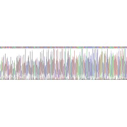 Human Calcium Channel, Voltage Dependent, N-Type, Alpha 1B Subunit (CACNa1B) Protein