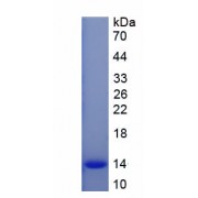 SDS-PAGE analysis of recombinant Mouse CCAAT / Enhancer Binding Protein Beta CEBPb Protein.