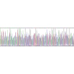 Mouse C-C Chemokine Receptor Type 7 (CCR7) Protein