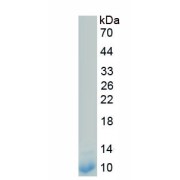 SDS-PAGE analysis of recombinant Human Claudin 5 (CLDN5) Protein.