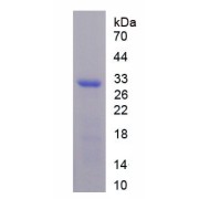 SDS-PAGE analysis of recombinant Cow Complement C3 (C3) Protein.
