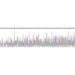 Human Dual Specificity Phosphatase 1 (DUSP1) Protein