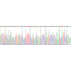 Human Dystrophin (DMD) Protein