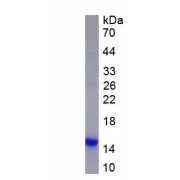 SDS-PAGE analysis of recombinant Human Epigen (EPGN) Protein.