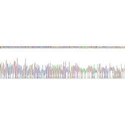 Human Myelin P2 Protein / FABP8 (PMP2) Protein