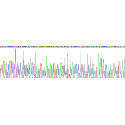 Rat Fibroblast Growth Factor 23 (FGF23) Protein