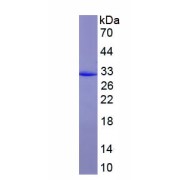 SDS-PAGE analysis of recombinant Rat Fibroblast Growth Factor 23 (FGF23) Protein.