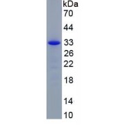 SDS-PAGE analysis of recombinant Mouse FBLN3 Protein.