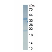 SDS-PAGE analysis of recombinant Human Four And A Half LIM Domains 1 (FHL1) Protein.