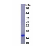 SDS-PAGE analysis of Free Fatty Acid Receptor 2 (FFAR2) protein.