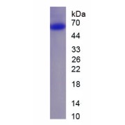 SDS-PAGE analysis of recombinant Human GRIA1.