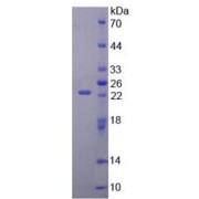 SDS-PAGE analysis of recombinant Mouse Glutamate Receptor, Ionotropic, AMPA 3 (GRIA3) Protein.