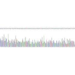 Rat Glutamate Receptor Ionotropic, NMDA 1 (GRIN1) Protein