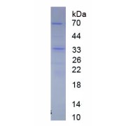 SDS-PAGE analysis of recombinant Rat GRIN1.