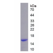 SDS-PAGE analysis of recombinant Mouse Growth Differentiation Factor 15 (GDF15) Protein.