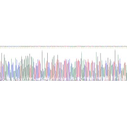 Heat Shock Protein 90 kDa Alpha A1 (HSP90aA1) Protein