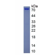 SDS-PAGE analysis of recombinant Heat Shock Protein 90 kDa Alpha A1 (HSP90aA1) Protein.