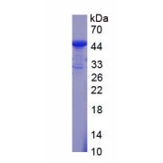 SDS-PAGE analysis of recombinant Human Heparan Sulfate-6-O-Sulfotransferase 2 (HS6ST2) Protein.