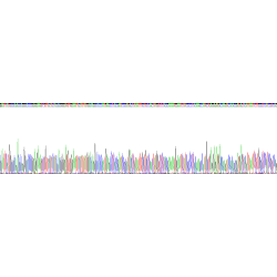 Mouse Histone Deacetylase 1 (HDAC1) Protein