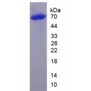 SDS-PAGE analysis of recombinant Human HDAC1 Protein.