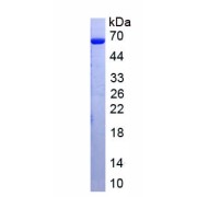 SDS-PAGE analysis of recombinant Mouse Immunoglobulin M (IgM) Protein.