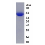 SDS-PAGE analysis of recombinant Mouse Insulin-Like 3 (INSL3) Protein.