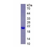 SDS-PAGE analysis of recombinant Mouse Interleukin 7 (IL7) Protein.