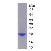 SDS-PAGE analysis of recombinant Monkey Interleukin 9 (IL9) Protein.
