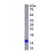 SDS-PAGE analysis of recombinant Mouse Macrophage Inflammatory Protein 1 Alpha (MIP1a) Protein.