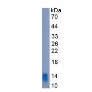 SDS-PAGE analysis of recombinant Dog C-C Motif Chemokine 20 / MIP3A (CCL20) Protein.