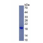 SDS-PAGE analysis of recombinant Rat Neurotrophin 4 (NT4) Protein.