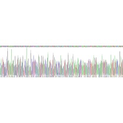 Rat Nidogen 2 (NID2) Protein