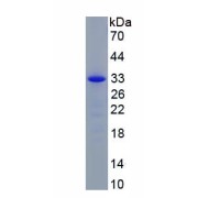 SDS-PAGE analysis of recombinant Mouse Phosphoinositide Dependent Protein Kinase 1 (PDPK1) Protein.