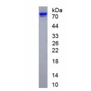 SDS-PAGE analysis of recombinant Mouse PDIA4 Protein.